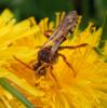 Nomada signata